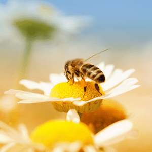 Le miel, un produit  aux propriétés naturelles très utile contre les rhumes - Ophélie LAMOTTE Diététicienne