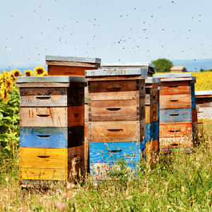 Le miel, un produit  aux propriétés naturelles très utile contre les rhumes - Ophélie LAMOTTE Diététicienne