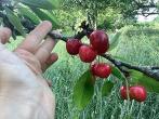 Cerises, fruits, Dietetique locale, Ophélie Lamotte, ancinnes, mamers, alencon