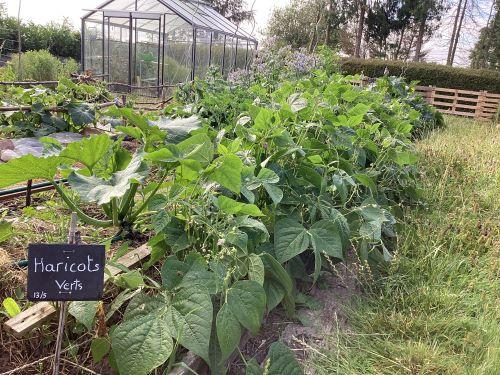 Haricots verts du Jardin - Ophélie LAMOTTE Diététicienne Nutritionniste Alençon, Mamers, Ancinnes