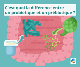 Les prébiotiques